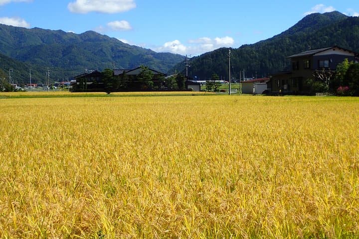 Private-group Morning Cycling Tour in Hida-Furukawa — photo 7