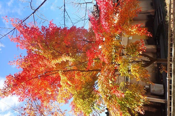 Private Afternoon Cycling Tour in Hida-Furukawa — photo 3