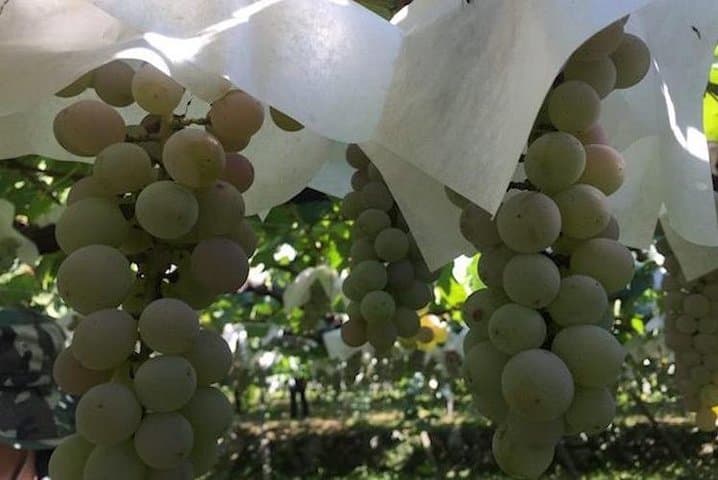 Japanese cuisine Making tour with Wine experience by Yokohama Winery — photo 4