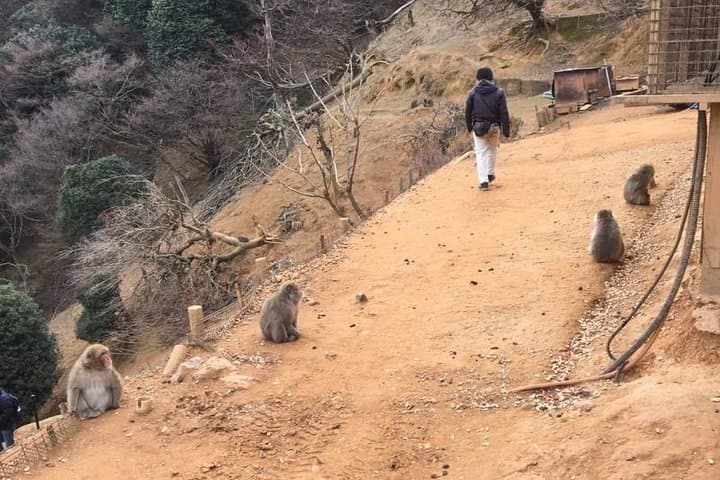 Full-Day Private Guided Tour to Kyoto, Arashiyama — photo 8