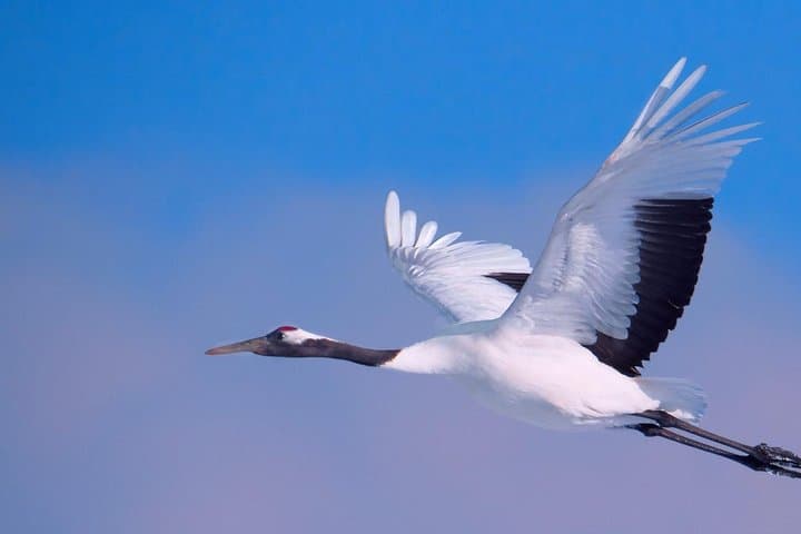 Hokkaido Photo Tour & Workshop-9 Day Tour-February 1-9 — photo 2