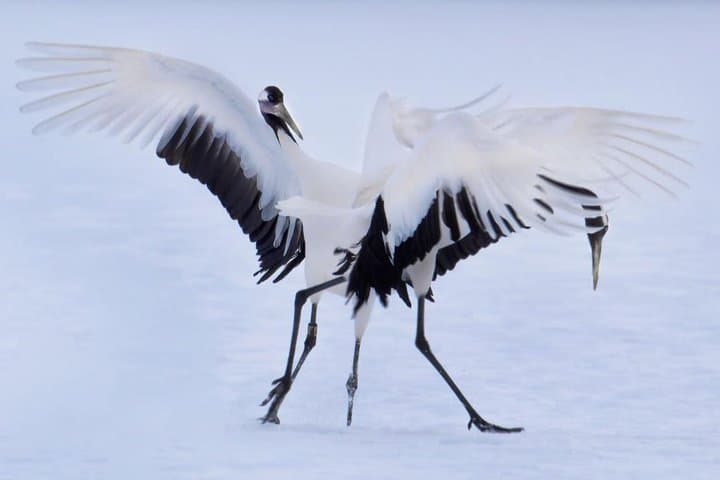 Hokkaido Photo Tour & Workshop-9 Day Tour-February 1-9 — photo 9