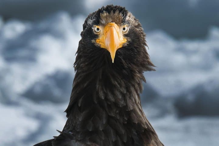 Hokkaido Photo Tour & Workshop-9 Day Tour-February 1-9 — photo 1