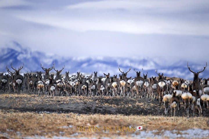 Hokkaido Photo Tour & Workshop-9 Day Tour-February 1-9 — photo 6