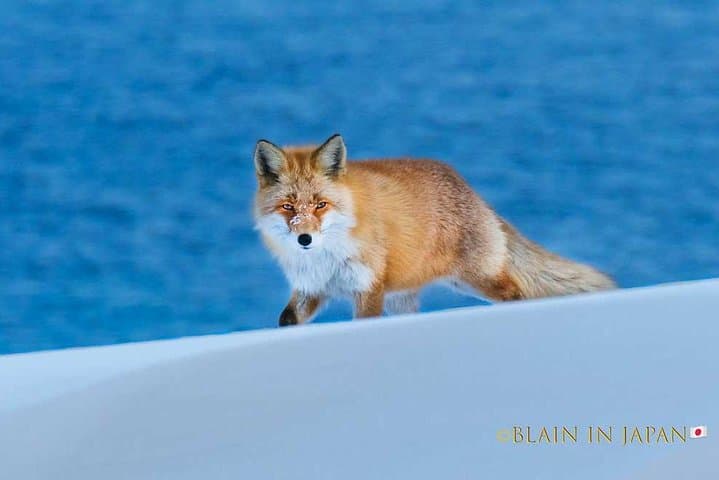Hokkaido Photo Tour & Workshop-9 Day Tour-February 1-9 — photo 7