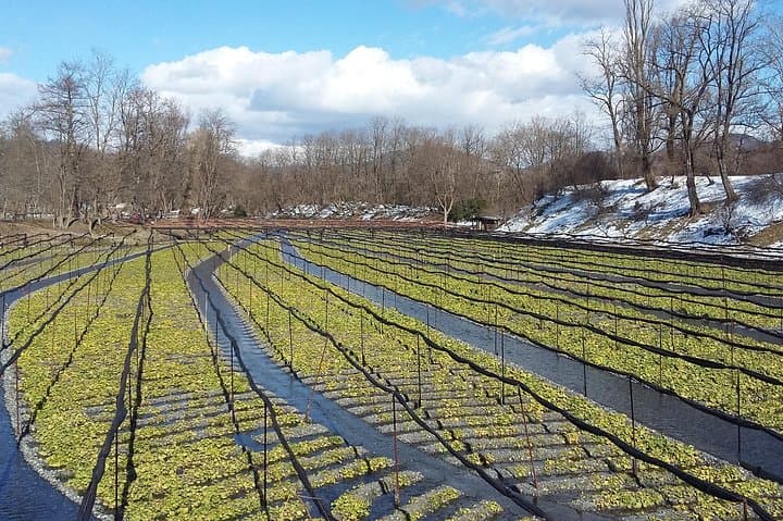 Wasabi Farm Walking Tour & Lunch — photo 8