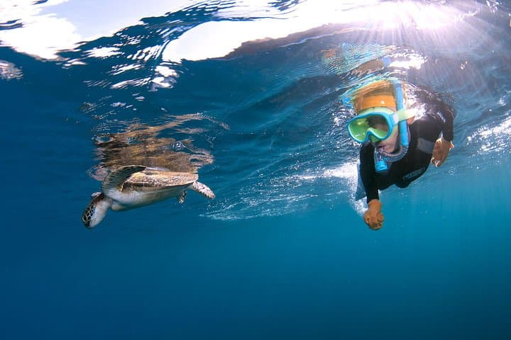 Let's swim with sea turtles in Yakushima!Snorkeling Tour — photo 2