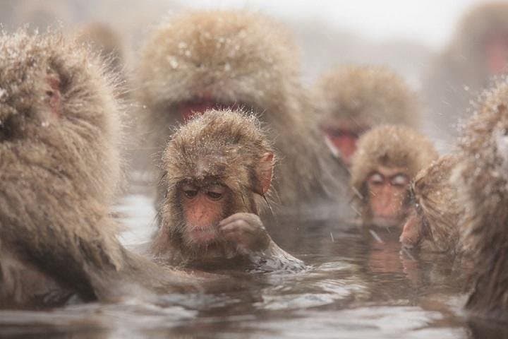 Nagano Snow Monkey 1 Day Tour with Beef Sukiyaki Lunch from Tokyo — photo 3