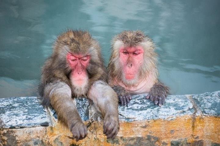 Nagano Snow Monkey 1 Day Tour with Beef Sukiyaki Lunch from Tokyo — photo 8