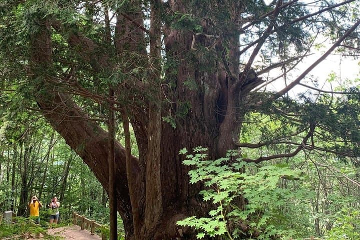 Hiking + Ropeway (special mountain view!) — photo 2