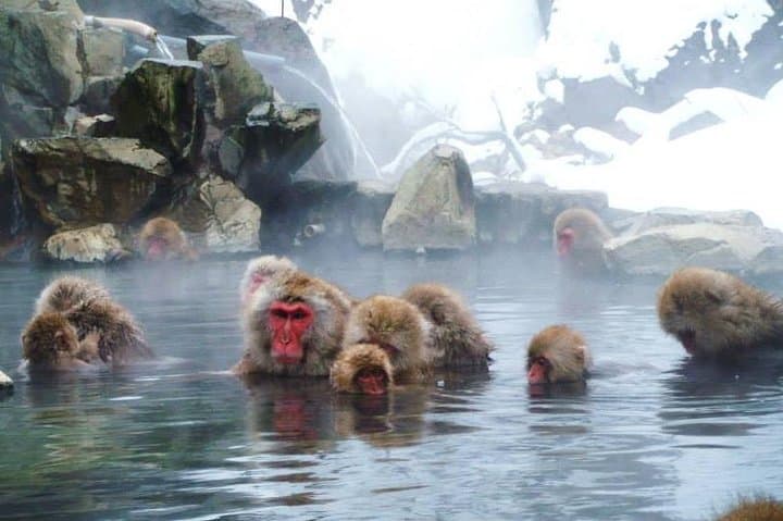 Snow Monkey in "Jigokudani Yaen-koen" & Obuse Town — photo 2