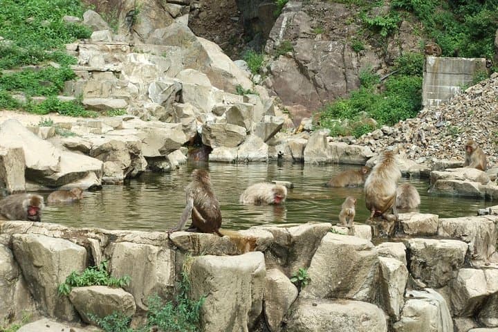 Snow Monkey in "Jigokudani Yaen-koen" & Obuse Town — photo 3