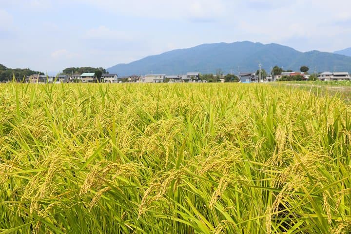 Japan's Rural Life & Nature: Private Half Day Cycling Near Kyoto — photo 5