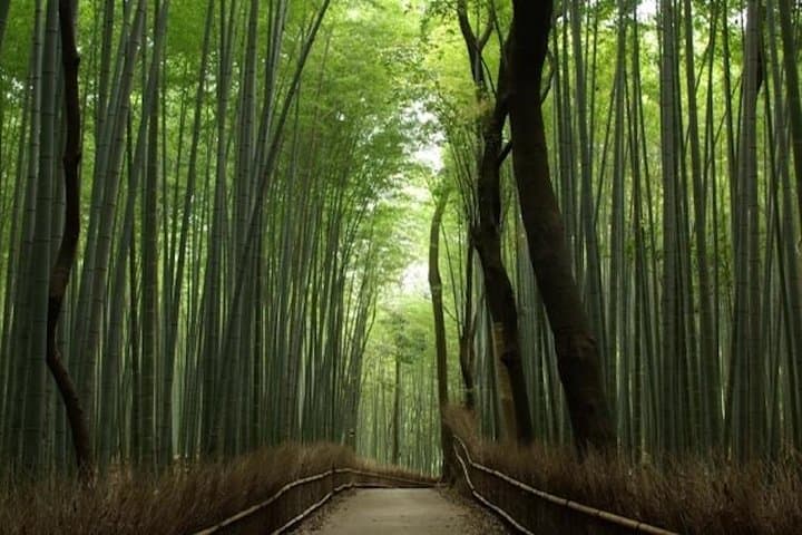 Discover your Kyoto -Private Kyoto Customized Walking Tour- — photo 3