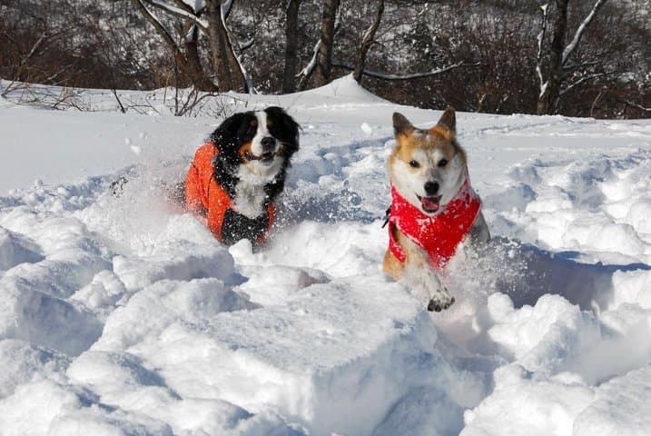 Snowshoe Tour — photo 3