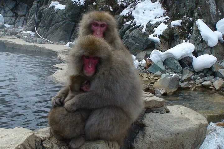Nagano Ski Buffet — photo 2
