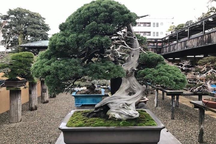 Make Your Own Bonsai with a Professional Bonsai Artist in Tokyo — photo 5