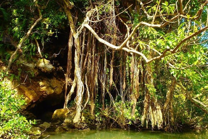 Mangrove kayaking to enjoy nature in Okinawa — photo 6