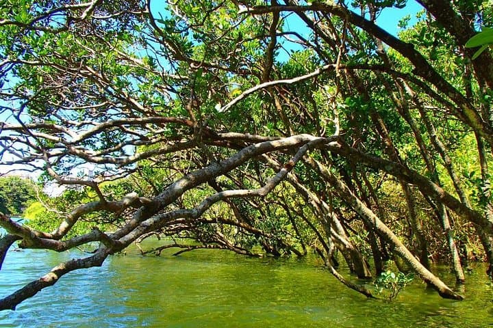 Mangrove kayaking to enjoy nature in Okinawa — photo 8