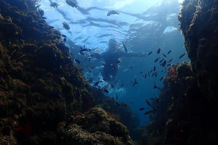 Scuba Diving (Fun Diving) — photo 18