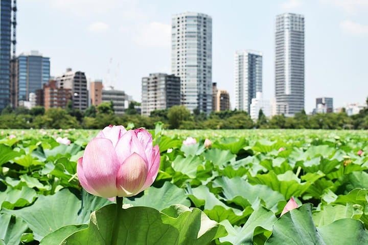 Tokyo Japanese Garden Lover's Private Tour with Government-Licensed Guide — photo 9