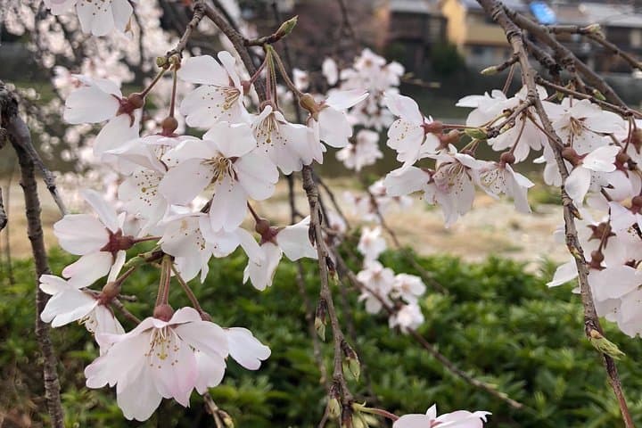 Private car tour in Kyoto (up to 4) — photo 4