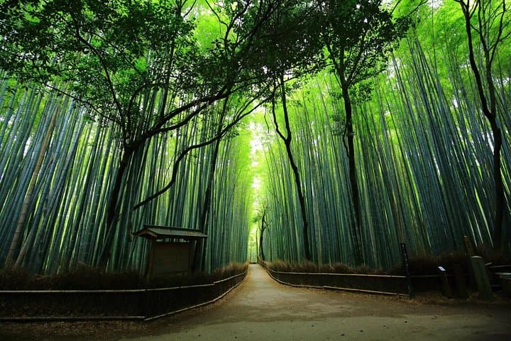 Kyoto Arashiyama & Sagano Bamboo Private Tour with Government-Licensed Guide — photo 2