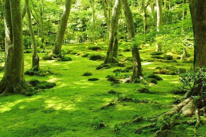 Kyoto Arashiyama & Sagano Bamboo Private Tour with Government-Licensed Guide — photo 18