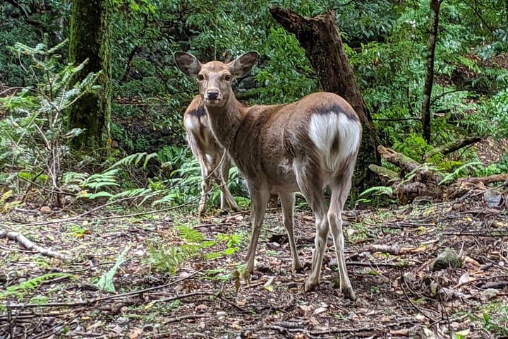 Nara - Heart of Nature Cross Bike Tour — photo 3