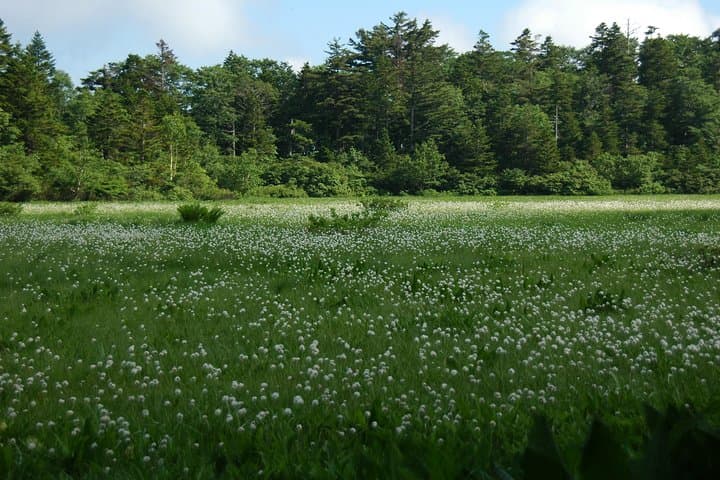 Towards silent unexplored pond, Naganuma Guided Walk — photo 3