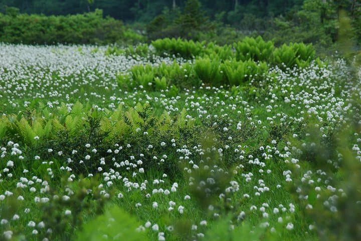Towards silent unexplored pond, Naganuma Guided Walk — photo 4