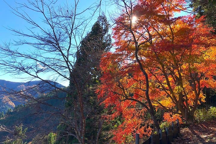 One Day Tour of Tokyo's Plentiful Nature in Hinohara Village — photo 11