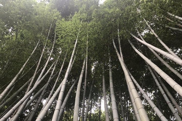 Kyoto: Descending Arashiyama (Private) — photo 9