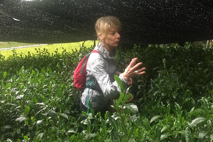 Guided Bike Tour to a Green Tea Farm in Shizuoka (not e-bikes) — photo 14