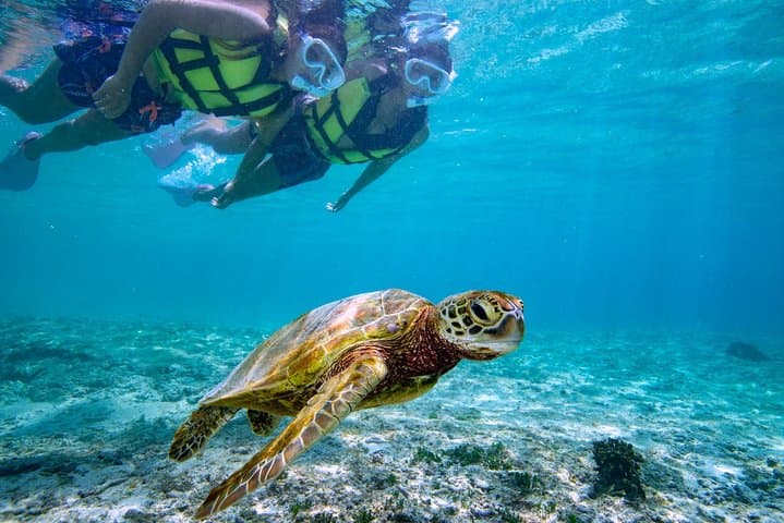 Miyakojima / Snorkel tour to see sea turtles & clownfish — photo 2