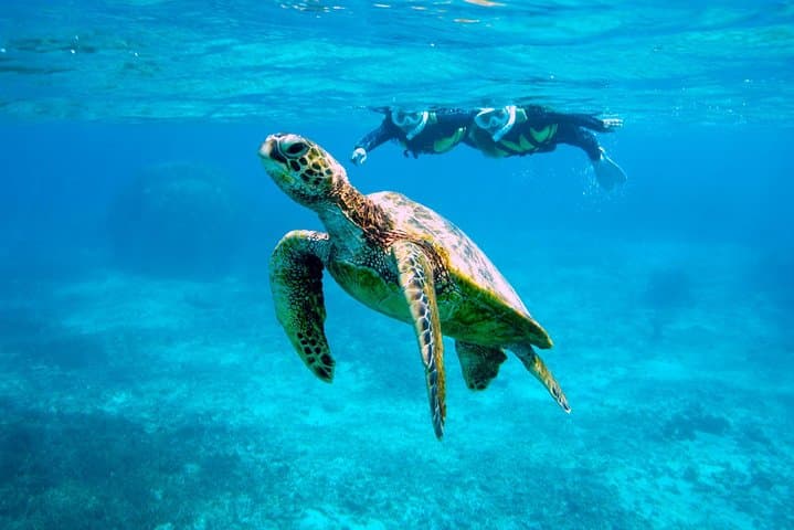 Miyakojima / Snorkel tour to see sea turtles & clownfish — photo 3