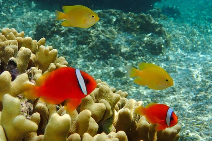 Miyakojima／Playing with the sea for the first time!Fish Search Tour — photo 8
