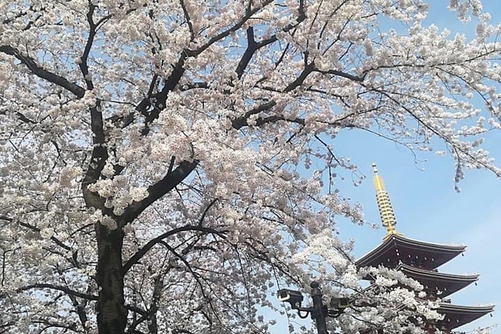 Tokyo highlights, Meiji shrine, Asakusa, Ueno & Tokyo National Museum — photo 7