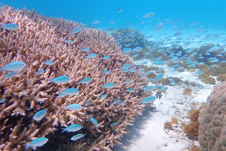1day kayak tour in Kerama Islands and Zamami Island — photo 14