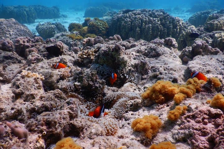 Half-day kayak tour on the Kerama Islands and Zamami Island — photo 8