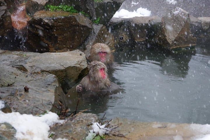 Nagano Winter Special Tour "Snow Monkey and Snowshoe Hiking"!! — photo 2