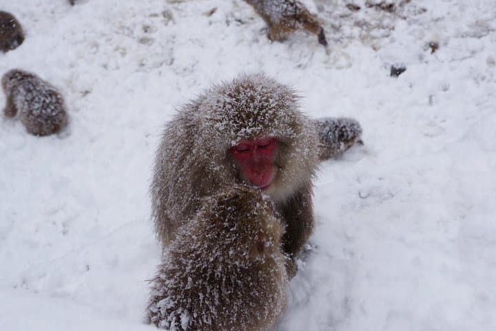 Nagano Winter Special Tour "Snow Monkey and Snowshoe Hiking"!! — photo 8
