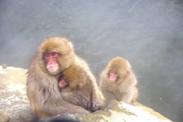 Nagano Winter Special Tour "Snow Monkey and Snowshoe Hiking"!! — photo 4