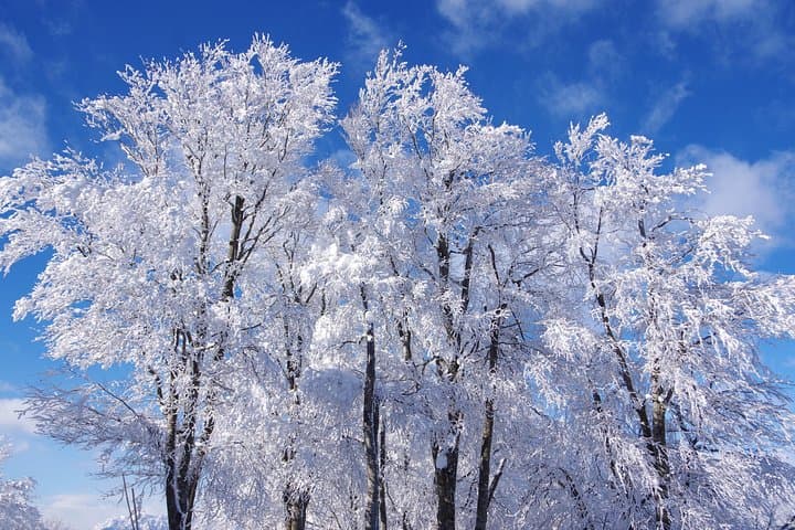 Nagano Winter Special Tour "Snow Monkey and Snowshoe Hiking"!! — photo 10