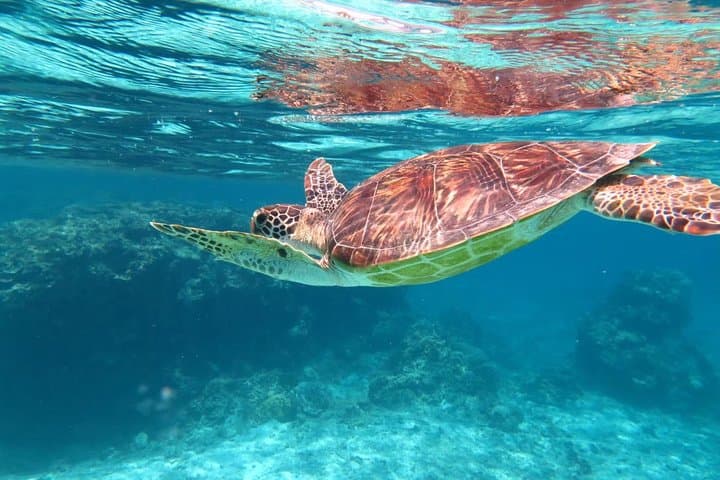 [Miyakojima Snorkel] Private tour from 2 people Let's look for sea turtles! Snorkel tour that can be enjoyed from 3 years old — photo 4