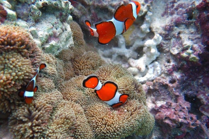 [Miyakojima Snorkel] Private tour from 2 people Enjoy from 3 years old! Enjoy Nemo, Coral and Miyako Blue — photo 2