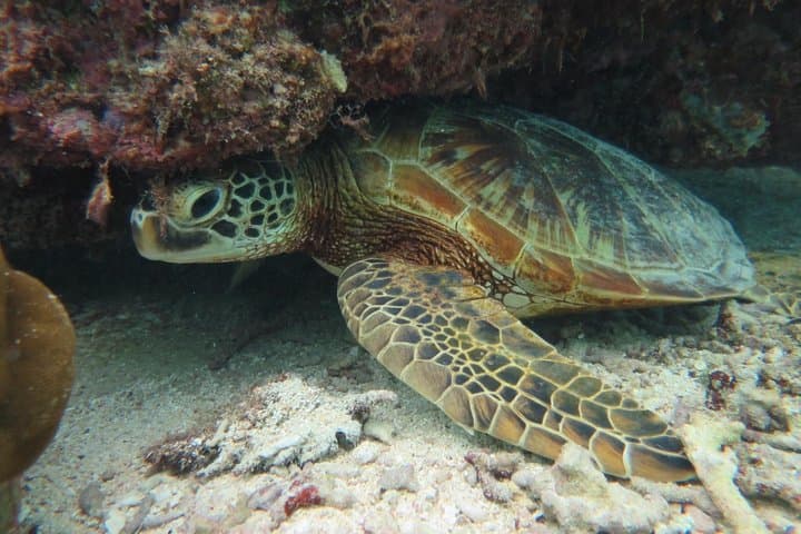 [Miyakojima Snorkel] Private tour from 2 people Let's look for sea turtles! Snorkel tour that can be enjoyed from 3 years old — photo 6