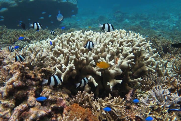 [Miyakojima Snorkel] Private tour from 2 people Enjoy from 3 years old! Enjoy Nemo, Coral and Miyako Blue — photo 3