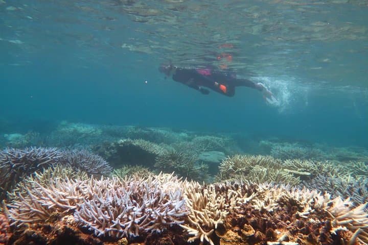 [Miyakojima Snorkel] Private tour from 2 people Enjoy from 3 years old! Enjoy Nemo, Coral and Miyako Blue — photo 4