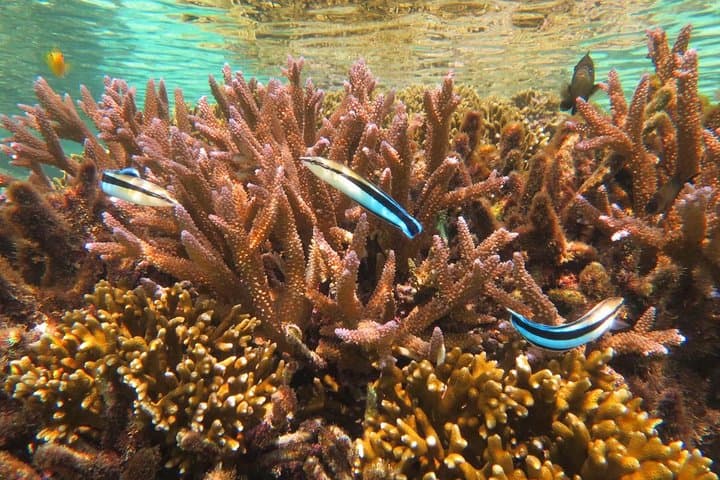 [Miyakojima Snorkel] Private tour from 2 people Enjoy from 3 years old! Enjoy Nemo, Coral and Miyako Blue — photo 5